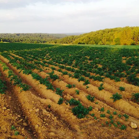 Du Peiffeschof, The Originals Relais ホテル